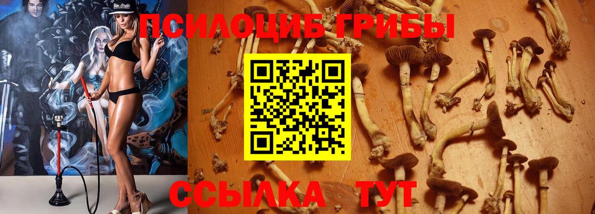 Псилоцибиновые грибы Magic Shrooms  Алексин  купить наркотики сайты  Псилоцибиновые грибы Psilocybe 
